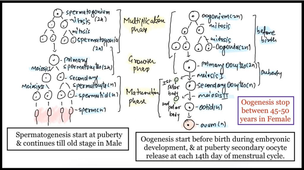 structure of sperm class 12