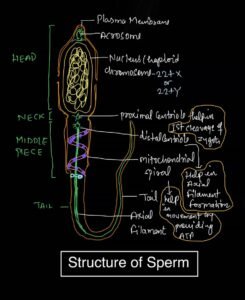 sperm diagram class 12