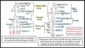 structure of sperm class 12