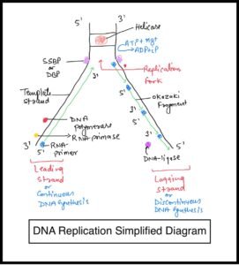 DNA replication main steps class 12 biology ncert