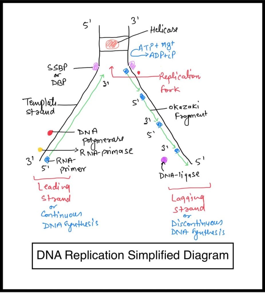 DNA replication main steps class 12 biology ncert