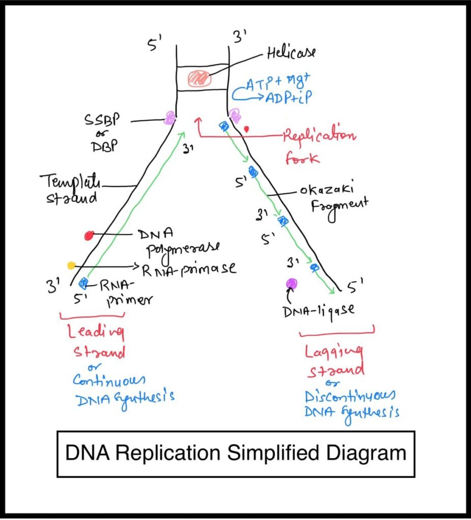 DNA Replication Main Enzymes Steps Class 12 NCERT Where DNA s 
