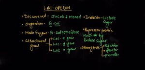 operon mechanism