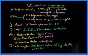 prokaryotes and eukaryotes transcription