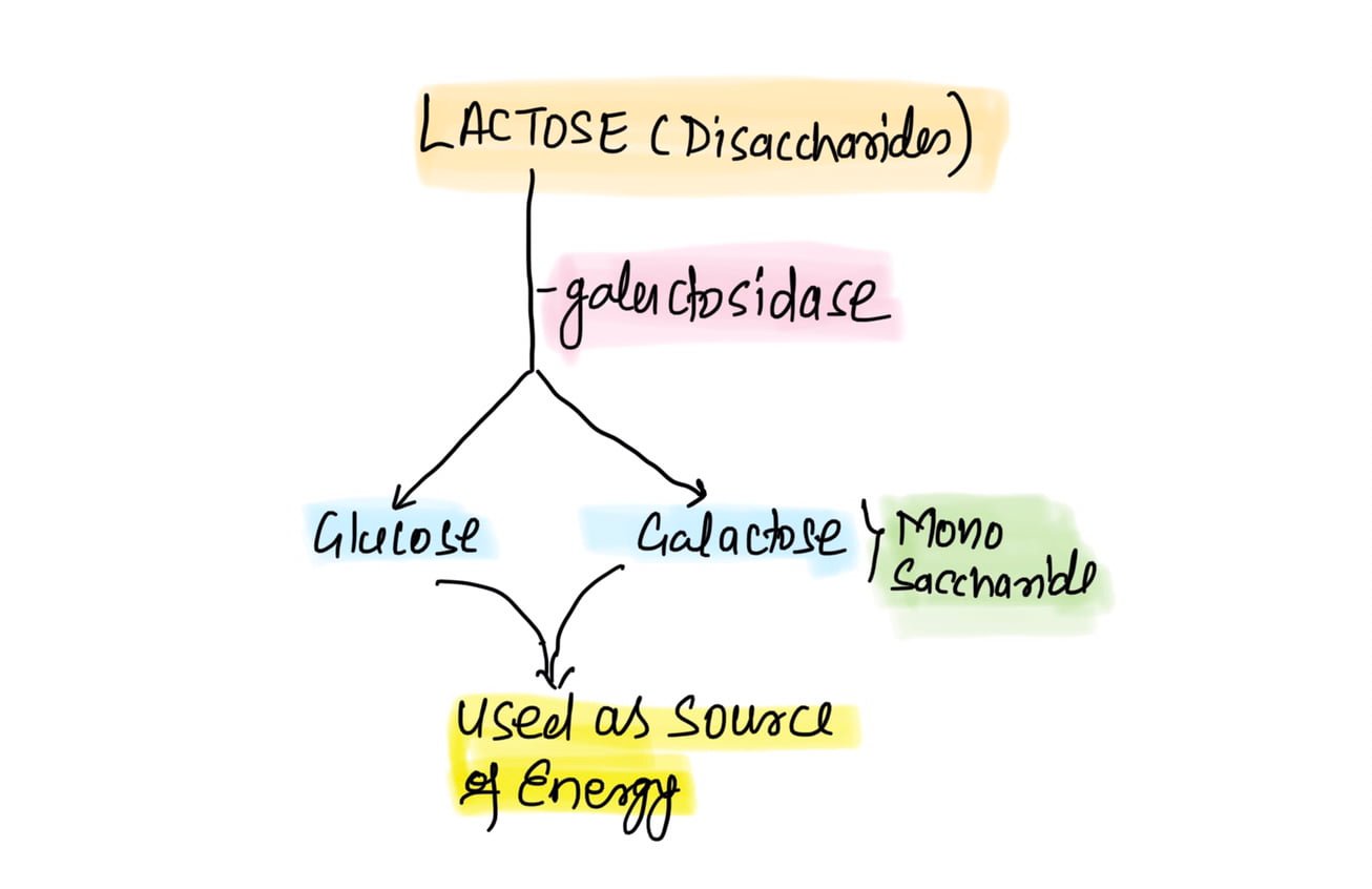 explain lac operon with diagram