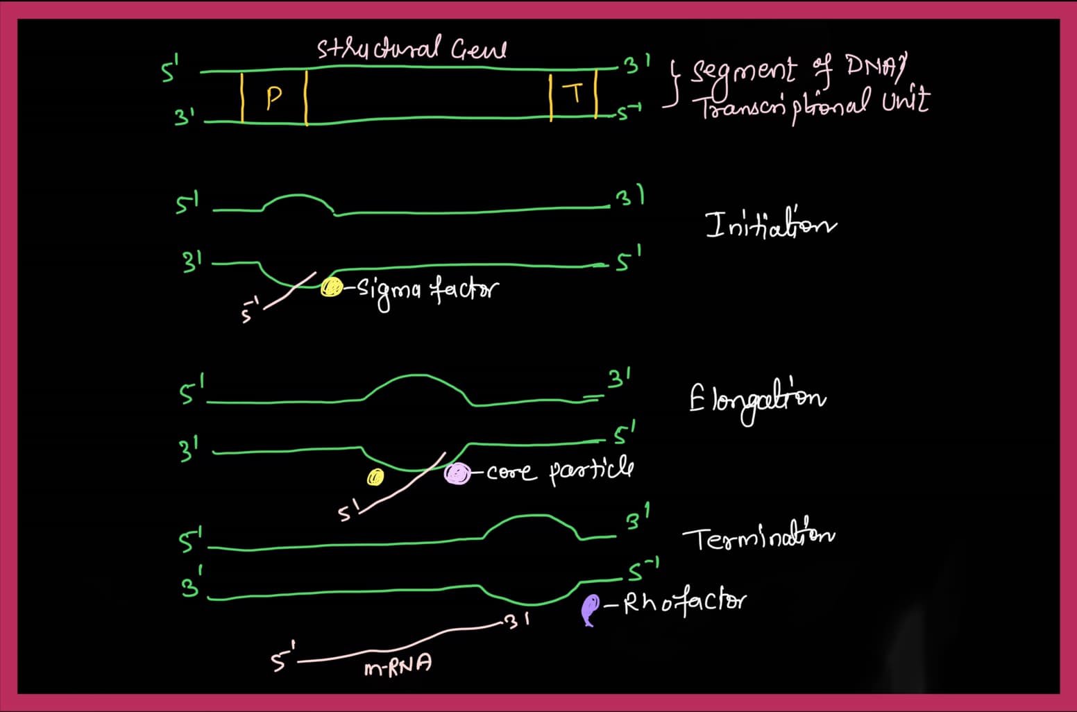 mechanism of transcription in prokaryotes