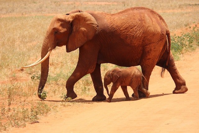 animal biodiversity