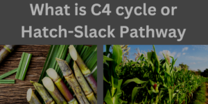 What is the C4 pathway