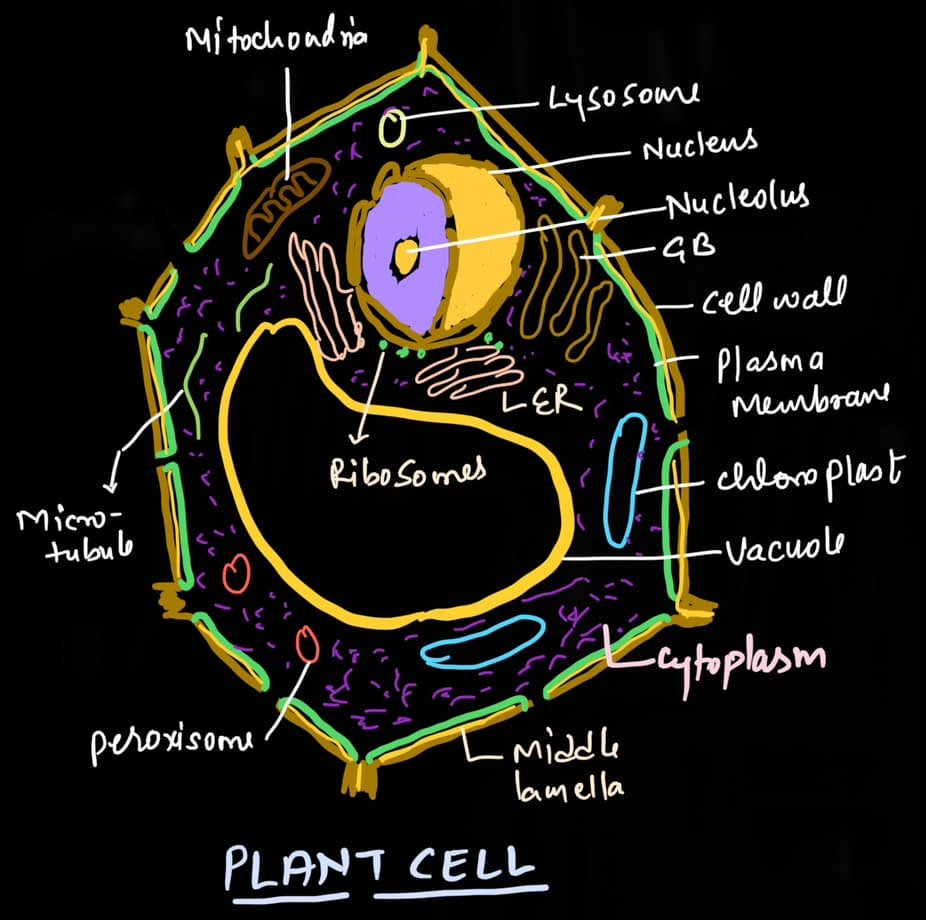 cell the unit of life mcq 2025